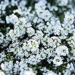 Alyssum Clear Crystals Alyssum Clear Crystals