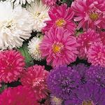 Aster Pot n Patio Mix Aster Pot n Patio Mix