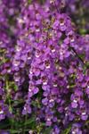 Angelonia Serena Purple Angelonia Serena Purple