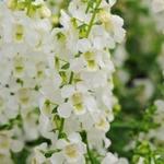 Angelonia Serena White Angelonia Serena White