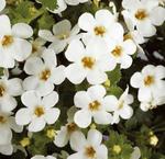 Bacopa White Bacopa White