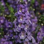 Angelonia Serena New Blue Angelonia Serena New Blue