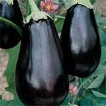 Egg Plant Black Beauty