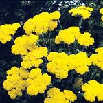 Achillea Gold Coin Dwarf
