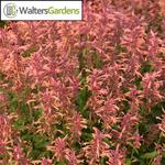 Agastache Guava Lava