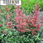Agastache Kudos Coral