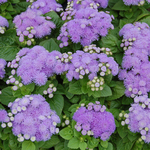 Ageratum Aloha Blue Ageratum Aloha Blue