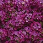 Alyssum Clear Crystals Purple Shades Alyssum Clear Crystals Purple Shades