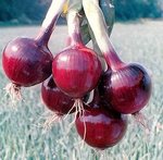 Onion Candy Apple Red