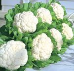 Cauliflower Snow Crown