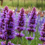 Agastache Blue Boa